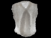 crystal-vest