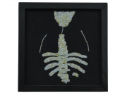 X-ray 3