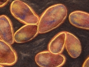 Euglena detail.jpg