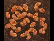 Euglena.jpg