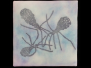 giardia