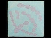 streptococcus